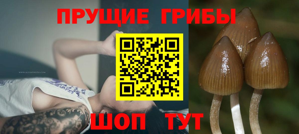 Галлюциногенные грибы Cubensis Лосино-Петровский